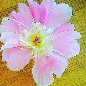 Meet your Posher, Anna lucia